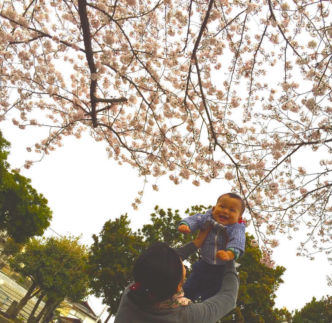 近所でお花見 近所でお花見